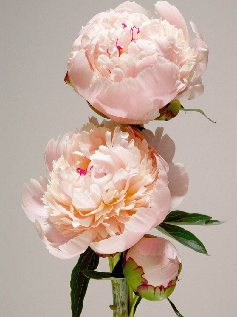 3x Antiperspirant Refill