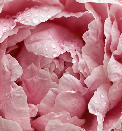 Blushing Dew